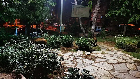 Çocuklar oyun parkına gelen yaban domuzlarını besledi