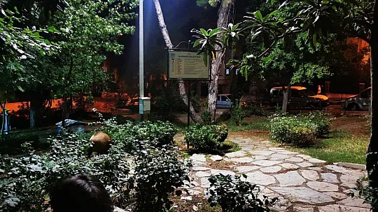 Çocuklar oyun parkına gelen yaban domuzlarını besledi