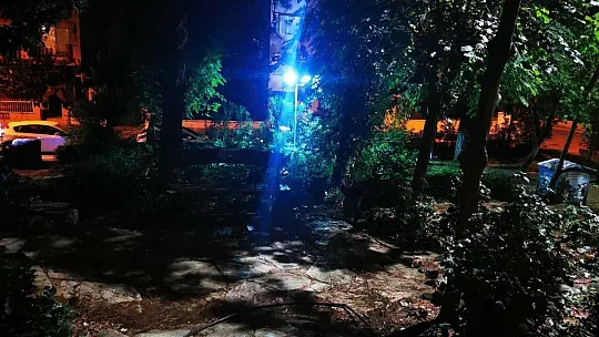 Çocuklar oyun parkına gelen yaban domuzlarını besledi