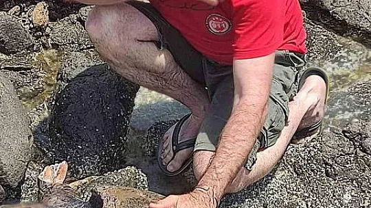 Çocuklar sahile vuran kaplumbağa için seferber oldu