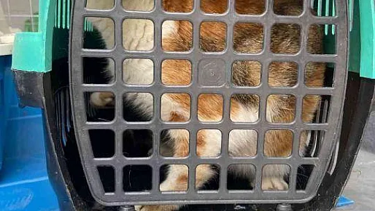 Çöp toplarken konteynırda yavru kedilerle karşılaştı