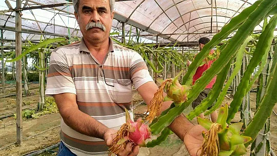 KARADERE'DE YENİ BİR GELİR KAYNAĞI EJDER MEYVESİ