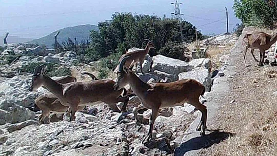 Dağ keçileri sürekli izleniyor