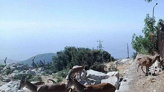 Dağ keçileri sürekli izleniyor