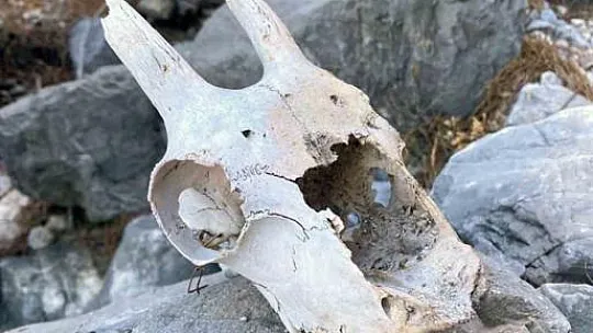 Dağcılık kulübü üyelerini hayrete düşüren avcı kulübesi