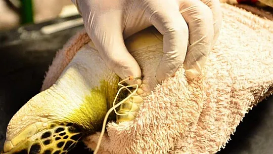 Dalaman'da yaralı bulunan deniz kaplumbağası tedavi altına alındı