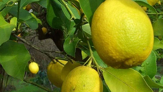 Dalaman TİGEM limon satacak