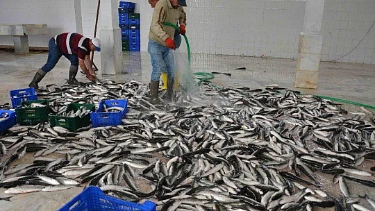 Dalyan kefali Dubai sofralarını süslüyor