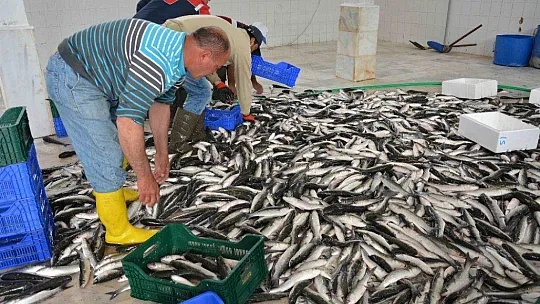 Dalyan kefali Dubai sofralarını süslüyor