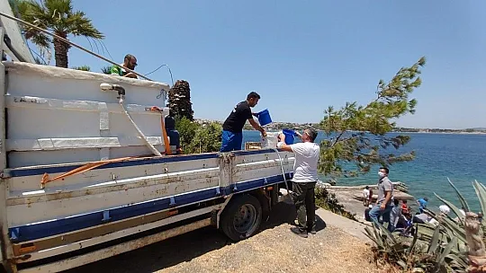 Datça'da 20 bin levrek yavrusu denizle buluştu