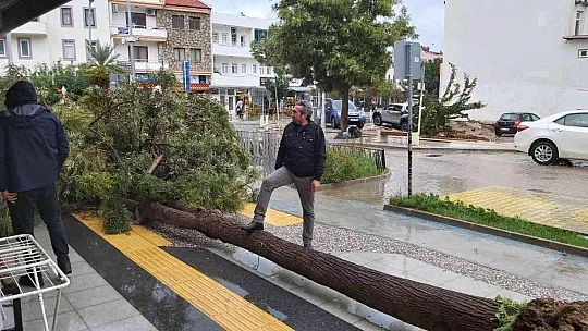Datça'da çeyrek asırlık ağaç rüzgarın etkisi ile devrildi