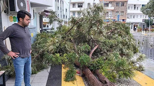 Datça'da çeyrek asırlık ağaç rüzgarın etkisi ile devrildi