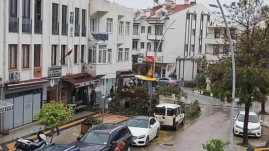 Datça'da çeyrek asırlık ağaç rüzgarın etkisi ile devrildi