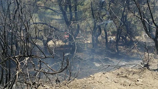 Datça'da çıkan yangında 10 dönüm zirai alan zarar gördü