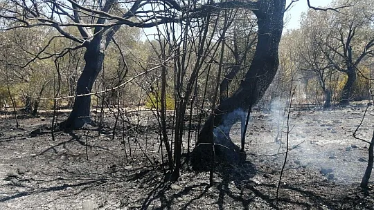 Datça'da çıkan yangında 10 dönüm zirai alan zarar gördü