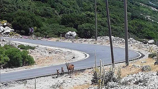Datça'da yaban keçisi envanteri çalışması