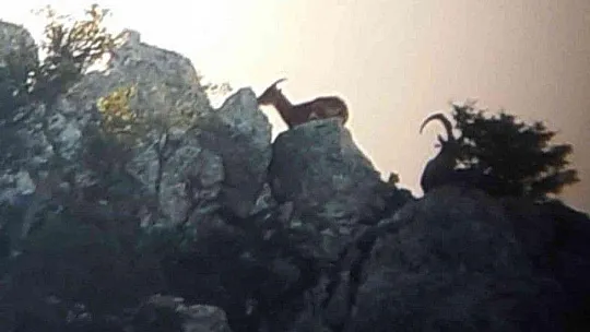 Datça'da yaban keçisi envanteri çalışması