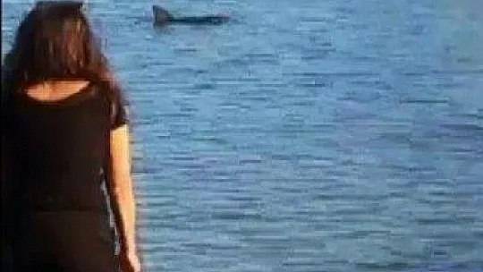 Datça'da yavru Yunus sürprizi