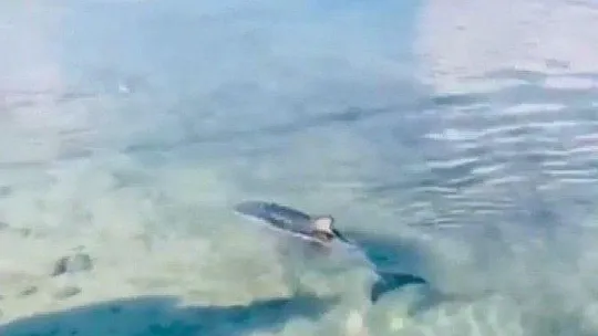 Datça'da yavru Yunus sürprizi