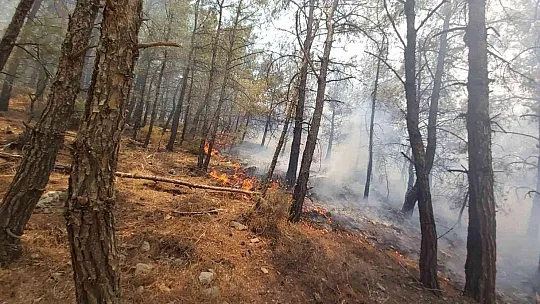 Datça'daki orman yangınına havadan ve karadan müdahale sürüyor