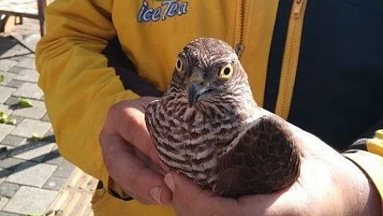 Davetsiz misafir doğaya salındı