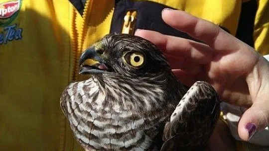 Davetsiz misafir doğaya salındı