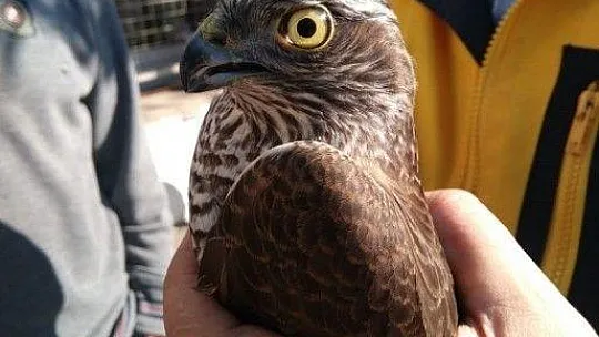 Davetsiz misafir doğaya salındı