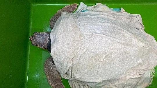Deniz Kaplumbağalarının rutin bakımları titizlikle yapılıyor