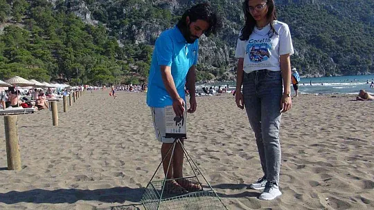 Deniz kaplumbağası yuva sayısında iklim krizi etkisi