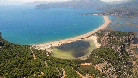 Deniz kaplumbağası yuva sayısında iklim krizi etkisi