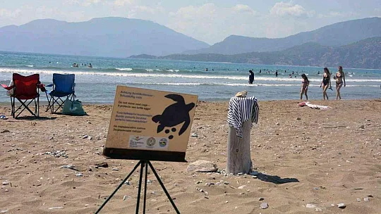 Deniz kaplumbağası yuva sayısında iklim krizi etkisi