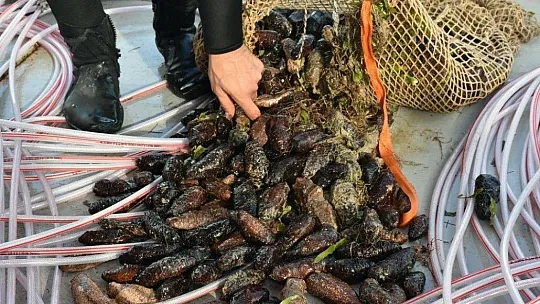 Deniz patlıcanında kota 40 kilo