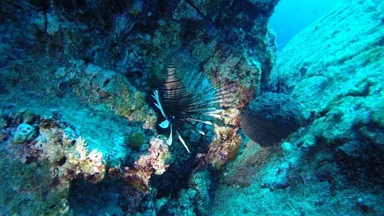 Denizlerin korkulu rüyası Bodrum'u istila etmeye başladı