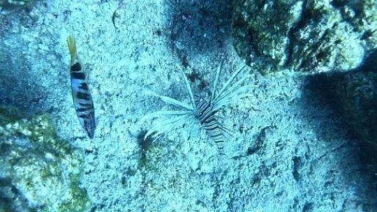 Denizlerin korkulu rüyası Bodrum'u istila etmeye başladı