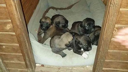 Derede mahsur kalan köpekler yağış öncesi kurtarıldı