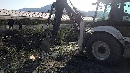 Dereye düşen inek kurtarıldı