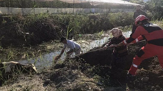 Dereye düşen inek kurtarıldı