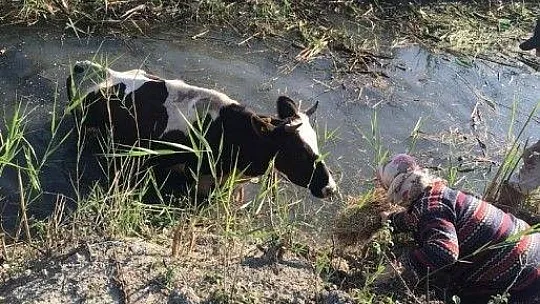 Dereye düşen inek kurtarıldı