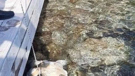 Dev deniz canlısı ölü bulundu