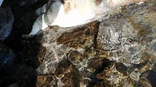 Dev deniz canlısı ölü bulundu
