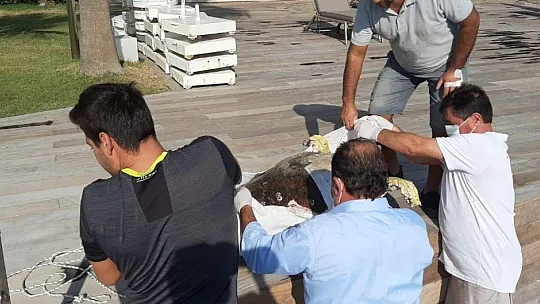 Dev deniz canlısı ölü bulundu