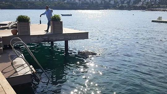 Dev deniz canlısı ölü bulundu