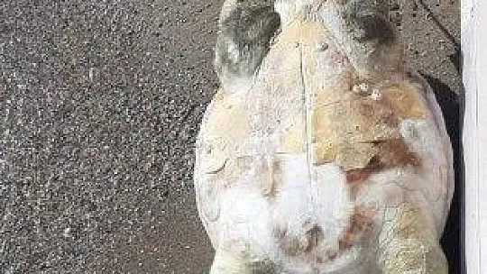 Dev deniz canlısı ölü bulundu