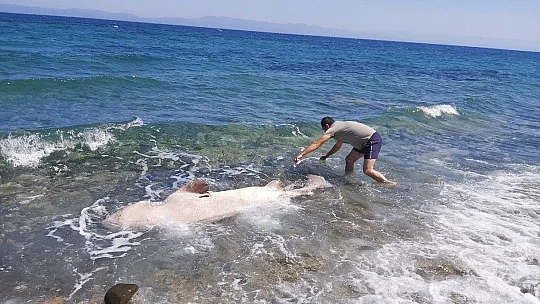Dev köpekbalığı kıyıya vurdu