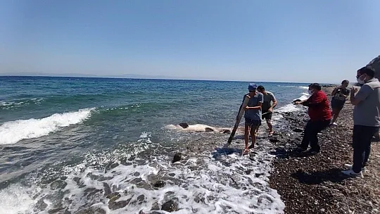 Dev köpekbalığı kıyıya vurdu