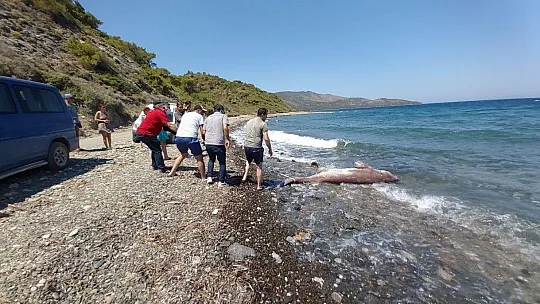 Dev köpekbalığı kıyıya vurdu