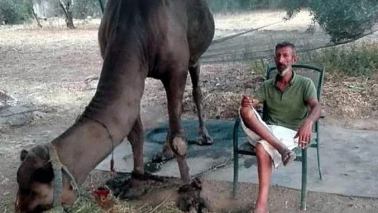 Devenin saldırdığı bir kişi hayatını kaybetti