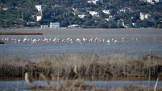 DKMP'den kış ortası su kuşu sayımı