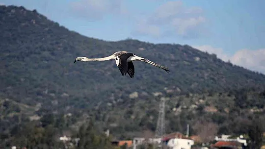 DKMP'den kış ortası su kuşu sayımı