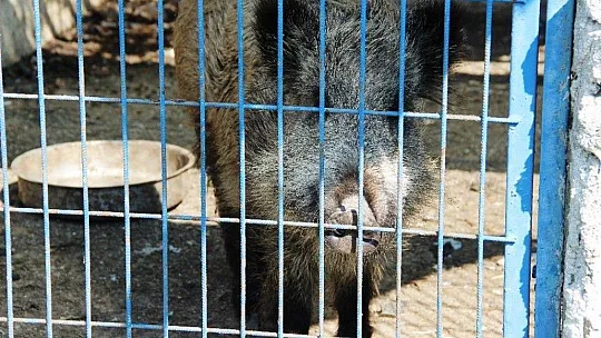 Domuz Ceyar'la belediye şoförünün dostluğu görenleri şaşırttı